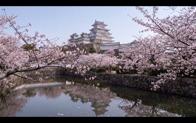 Himeji, le château sous les sakura