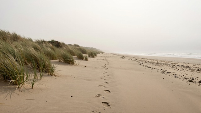 Dunes plage brume