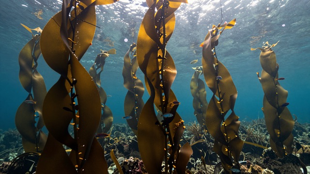 Forêt kelp