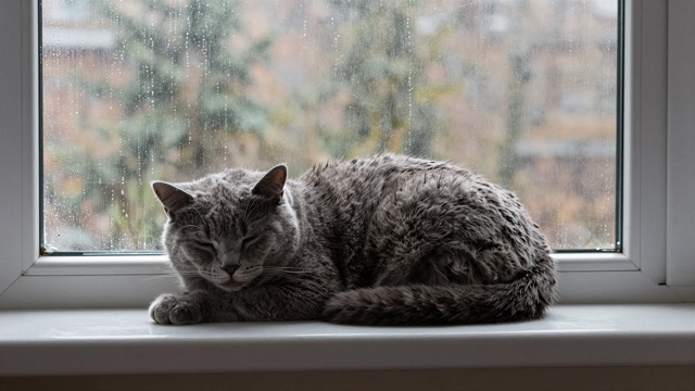 Chat fenêtre pluie