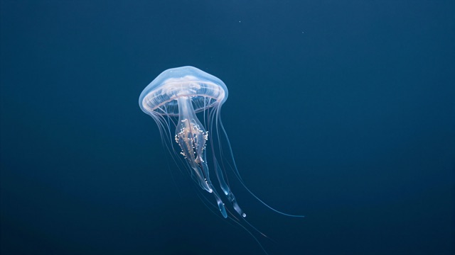 Méduse bleue