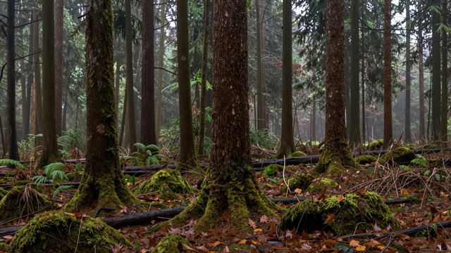 Forêt pluie