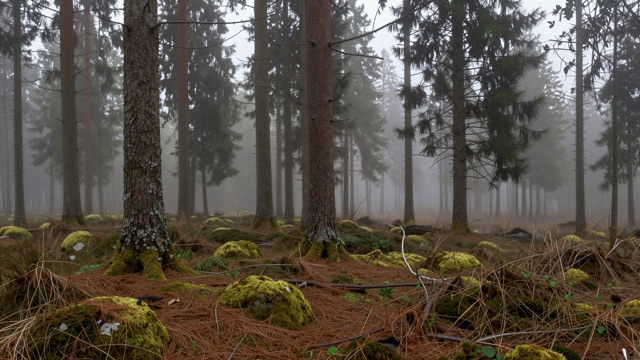 Sapins brume matin