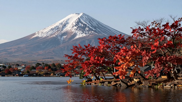 Fuji érables