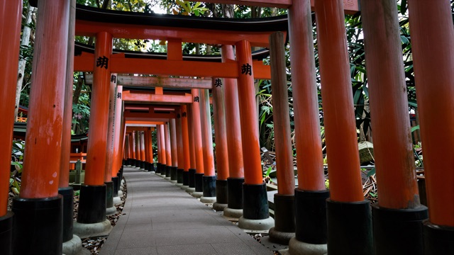 Torii forêt